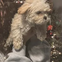 Male, a male Mal Shi for sale in Ormond Beach, FL – Photo 2 of 2