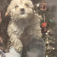 Male, a male Mal Shi for sale in Ormond Beach, FL – Photo 1 of 2