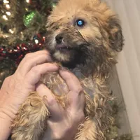 Girl, a female Mal Shi for sale in Ormond Beach, FL – Photo 1 of 2