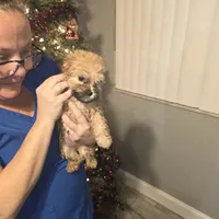 Girl, a female Mal Shi for sale in Ormond Beach, FL – Photo 2 of 2