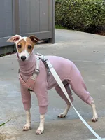 Cali, a female Italian Greyhound for sale in San Diego, CA – Photo 2 of 10