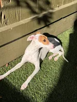 Cali, a female Italian Greyhound for sale in San Diego, CA – Photo 10 of 10