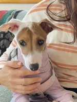 Cali, a female Italian Greyhound for sale in San Diego, CA – Photo 1 of 10