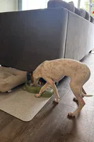 Cali, a female Italian Greyhound for sale in San Diego, CA – Photo 9 of 10