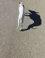 Cali, a female Italian Greyhound for sale in San Diego, CA – Photo 8 of 10