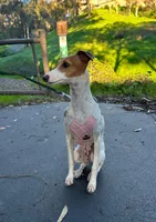 Cali, a female Italian Greyhound for sale in San Diego, CA – Photo 7 of 10