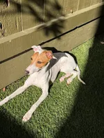 Cali, a female Italian Greyhound for sale in San Diego, CA – Photo 5 of 10