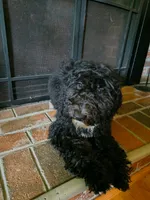 Gigi, a female Miniature Bernedoodle and Miniature Goldendoodle for sale in Barnstable, MA – 2 of 5