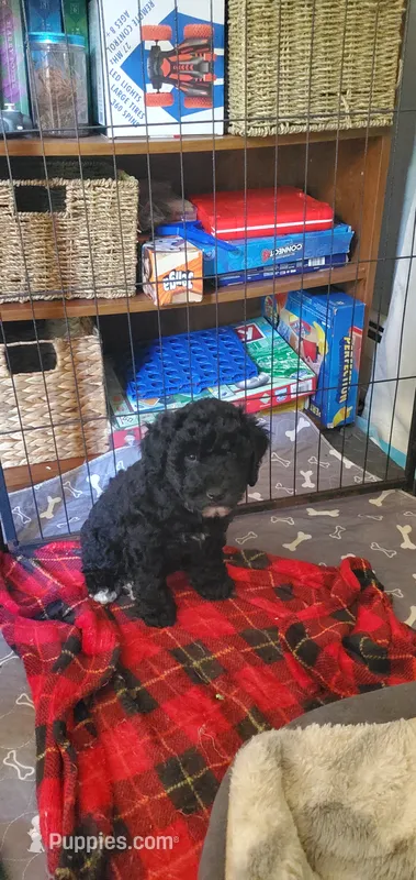 Gina – Miniature Bernedoodle, Miniature Goldendoodle puppy for sale in Barnstable, MA