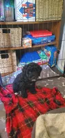 Gina, a female Miniature Bernedoodle and Miniature Goldendoodle for sale in Barnstable, MA – 1 of 1