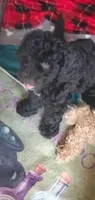 Gina, a female Miniature Bernedoodle and Miniature Goldendoodle for sale in Barnstable, MA – 5 of 6