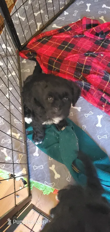 Georgia – Miniature Bernedoodle, Miniature Goldendoodle puppy for sale in Barnstable, MA