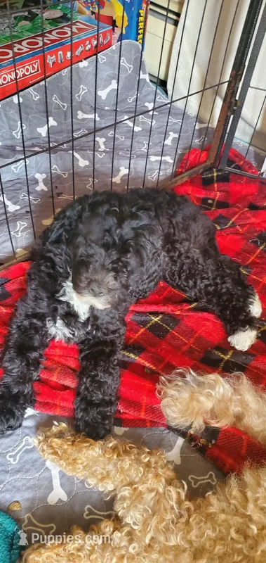 Gigi – Miniature Bernedoodle, Miniature Goldendoodle puppy for sale in Barnstable, MA