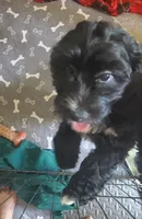 Georgia, a female Miniature Bernedoodle and Miniature Goldendoodle for sale in Barnstable, MA – 4 of 7