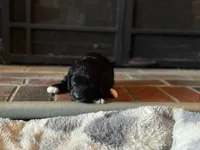 Georgia, a female Miniature Bernedoodle and Miniature Goldendoodle for sale in Barnstable, MA – 6 of 7