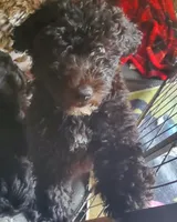 Gina, a female Miniature Bernedoodle and Miniature Goldendoodle for sale in Barnstable, MA – 2 of 6