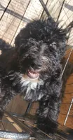 Gigi, a female Miniature Bernedoodle and Miniature Goldendoodle for sale in Barnstable, MA – 5 of 5
