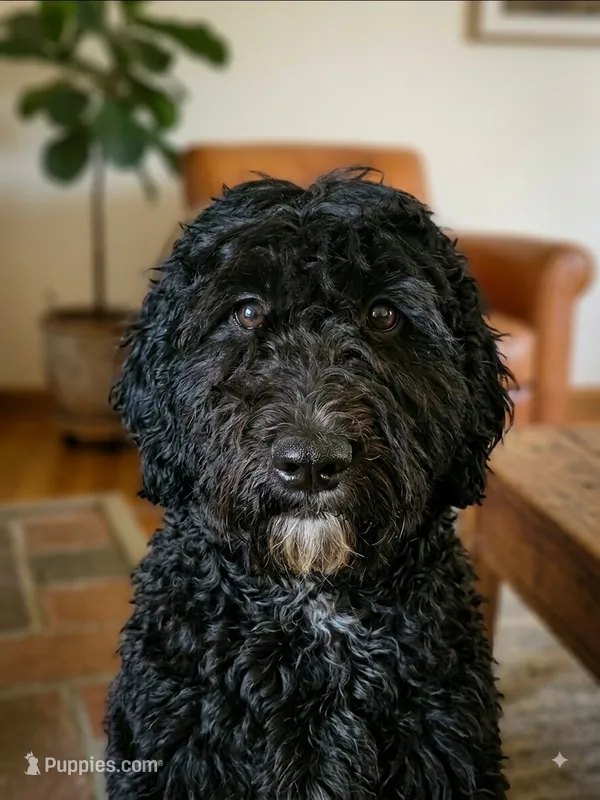 Gigi – Miniature Bernedoodle, Miniature Goldendoodle puppy for sale in Barnstable, MA