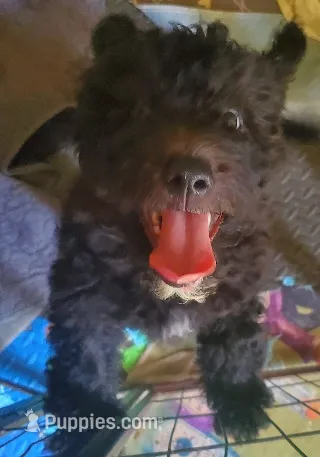 Gina – Miniature Bernedoodle, Miniature Goldendoodle puppy for sale in Barnstable, MA