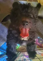 Gina, a female Miniature Bernedoodle and Miniature Goldendoodle for sale in Barnstable, MA – 1 of 6