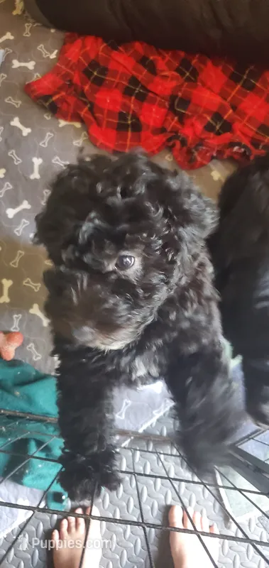 Gina – Miniature Bernedoodle, Miniature Goldendoodle puppy for sale in Barnstable, MA