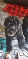Gina, a female Miniature Bernedoodle and Miniature Goldendoodle for sale in Barnstable, MA – 3 of 6