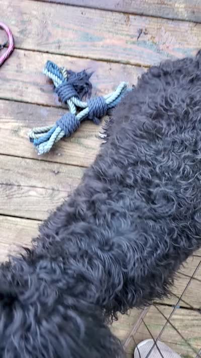 Gigi, a female Miniature Bernedoodle and Miniature Goldendoodle for sale in Barnstable, MA – 3 of 5