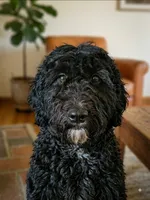 Gigi, a female Miniature Bernedoodle and Miniature Goldendoodle for sale in Barnstable, MA – 1 of 5
