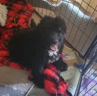 Gigi, a female Miniature Bernedoodle and Miniature Goldendoodle for sale in Barnstable, MA – 2 of 5