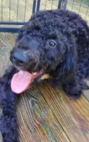 Gigi, a female Miniature Bernedoodle and Miniature Goldendoodle for sale in Barnstable, MA – 2 of 6