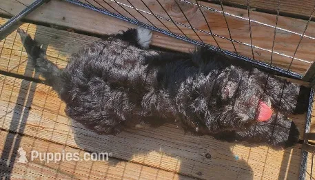 Georgia – Miniature Bernedoodle, Miniature Goldendoodle puppy for sale in Barnstable, MA