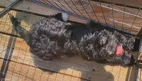 Georgia, a female Miniature Bernedoodle and Miniature Goldendoodle for sale in Barnstable, MA – 1 of 7