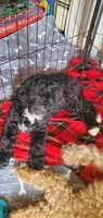 Gigi, a female Miniature Bernedoodle and Miniature Goldendoodle for sale in Barnstable, MA – 4 of 5