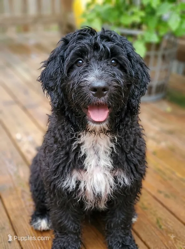 Georgia – Miniature Bernedoodle, Miniature Goldendoodle puppy for sale in Barnstable, MA
