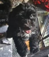 Georgia, a female Miniature Bernedoodle and Miniature Goldendoodle for sale in Barnstable, MA – 3 of 7