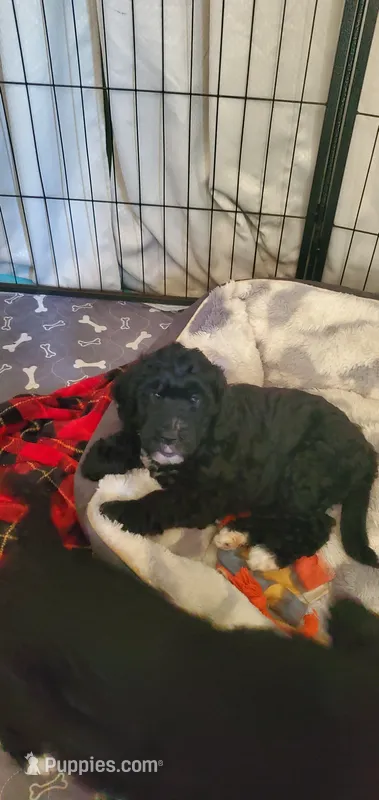 Gigi – Miniature Bernedoodle, Miniature Goldendoodle puppy for sale in Barnstable, MA