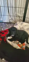 Gigi, a female Miniature Bernedoodle and Miniature Goldendoodle for sale in Barnstable, MA – 1 of 1