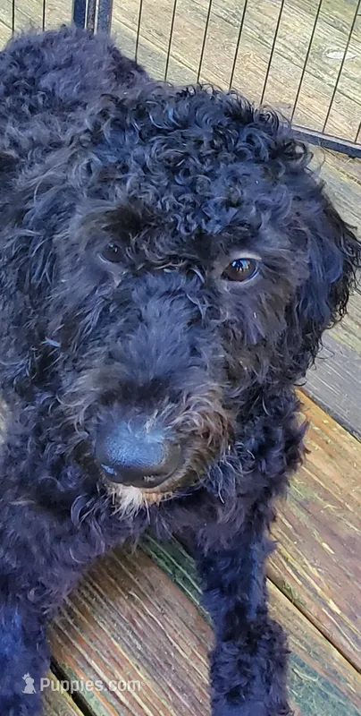 Gigi – Miniature Bernedoodle, Miniature Goldendoodle puppy for sale in Barnstable, MA