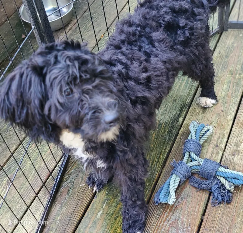 Georgia – Miniature Bernedoodle, Miniature Goldendoodle puppy for sale in Barnstable, MA