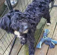 Georgia, a female Miniature Bernedoodle and Miniature Goldendoodle for sale in Barnstable, MA – 1 of 9