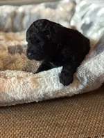 Gigi, a female Miniature Bernedoodle and Miniature Goldendoodle for sale in Barnstable, MA – 5 of 5