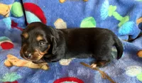 Shaddow, a female Miniature Dachshund for sale in Cullman, AL – 2 of 6