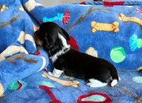 Lightning, a male Miniature Dachshund for sale in Cullman, AL – 3 of 6
