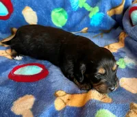 Shaddow, a female Miniature Dachshund for sale in Cullman, AL – 3 of 6