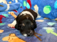 Flash, a male Miniature Dachshund for sale in Cullman, AL – 1 of 6