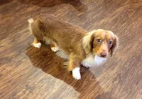 Shaddow, a female Miniature Dachshund for sale in Cullman, AL – 6 of 6