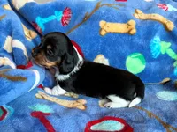 Lightning, a male Miniature Dachshund for sale in Cullman, AL – 4 of 6