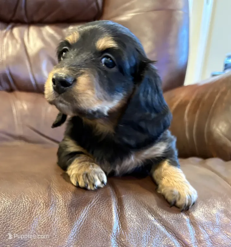 Shaddow – Dachshund, Miniature Dachshund puppy for sale in Cullman, AL