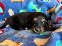 Shaddow, a female Miniature Dachshund for sale in Cullman, AL – 1 of 6