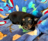 Shaddow, a female Miniature Dachshund for sale in Cullman, AL – 4 of 6